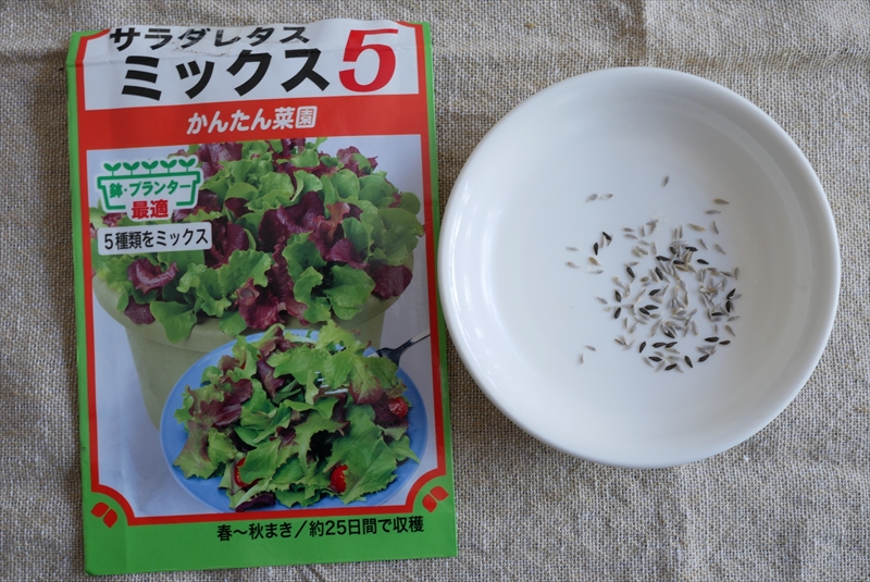 レタスの種を小皿に出したところ